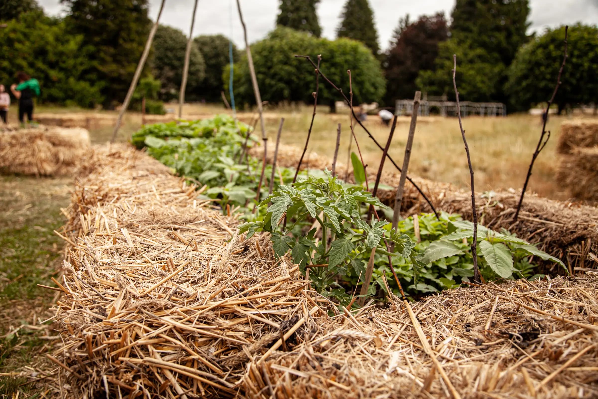 Jardin urbain luxuriant géré par Les Incroyables Comestibles, exemple d'agriculture durable en ville