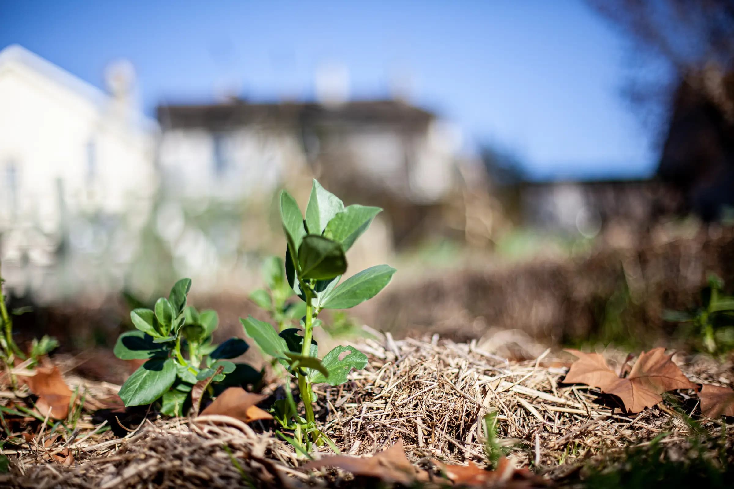 Jeune pousse émergeant dans un jardin des Incroyables Comestibles, symbolisant le début de l'autosuffisance alimentaire urbaine