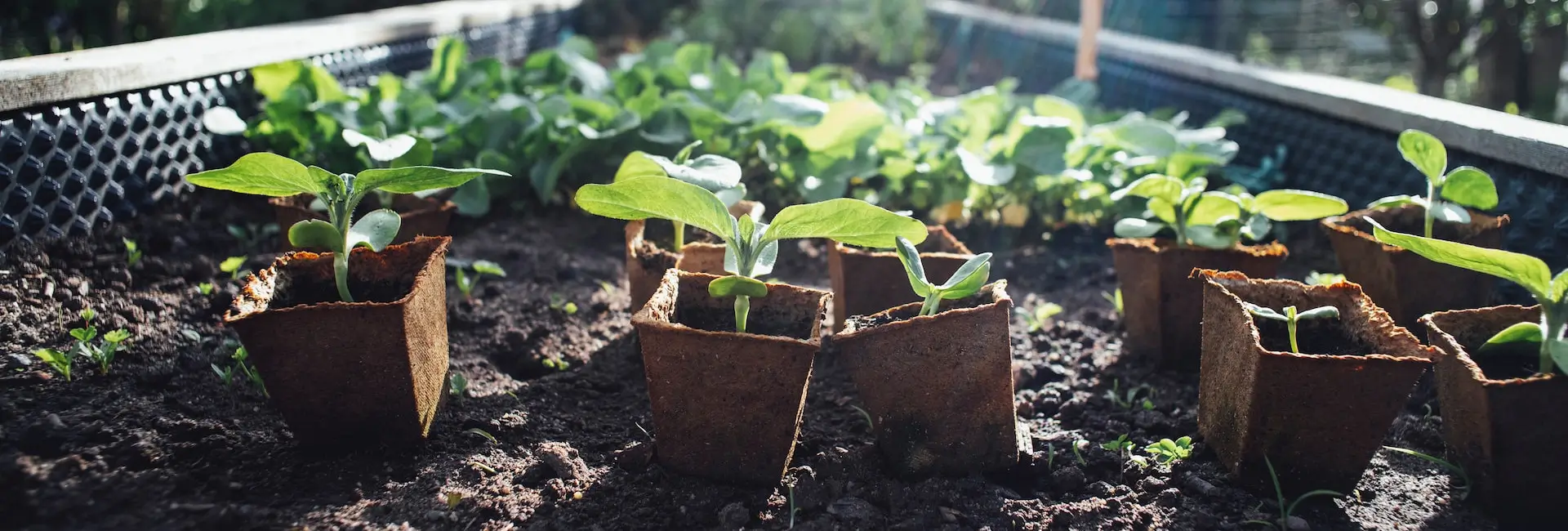 Jeunes pousses émergeant du sol dans un potager urbain, reflétant l'initiative de croissance des Incroyables Comestibles