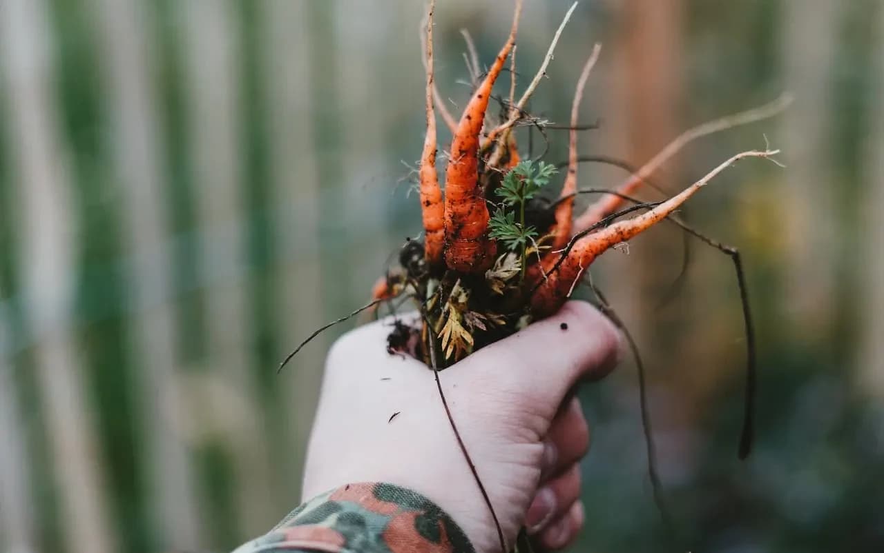 Transformation d'espaces urbains en jardins nourriciers par les Incroyables Comestibles